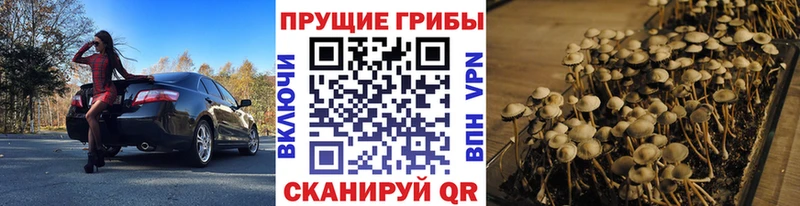 Псилоцибиновые грибы Psilocybe  shop состав  Киржач 